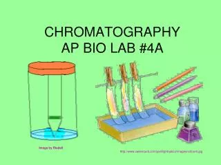 CHROMATOGRAPHY AP BIO LAB #4A