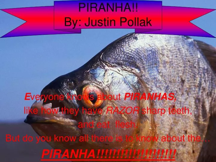 piranha by justin pollak