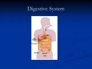 Digestive System