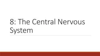 8: The Central Nervous System