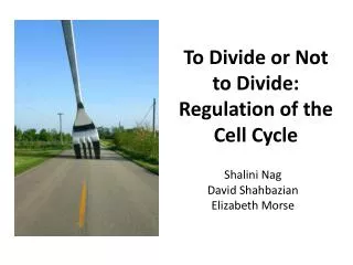 To Divide or Not to Divide: Regulation of the Cell Cycle