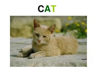 c a t