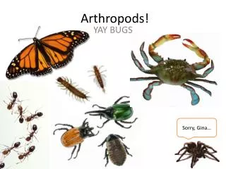 Arthropods!