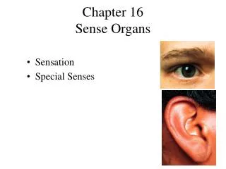 Chapter 16 Sense Organs