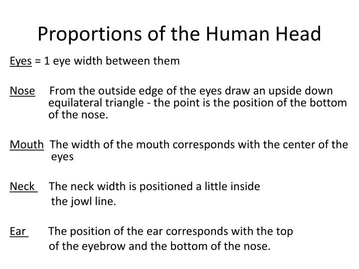 proportions of the human head