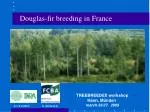 Douglas-fir breeding in France - slide 1