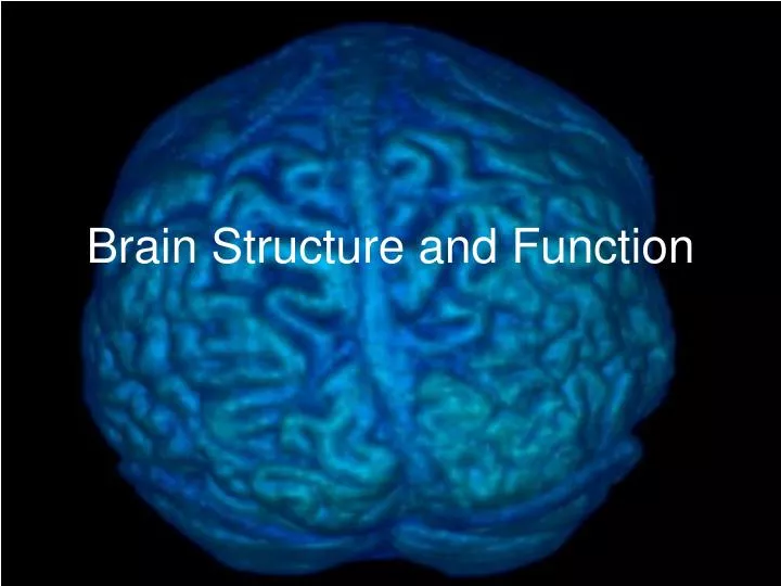 brain structure and function