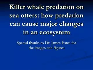 killer whale predation on sea otters how predation can cause major changes in an ecosystem
