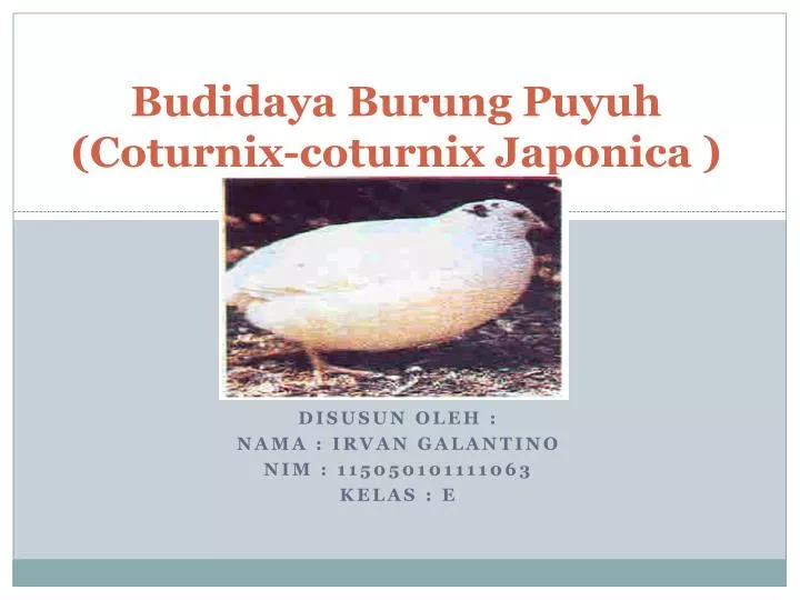 budidaya burung puyuh coturnix coturnix japonica