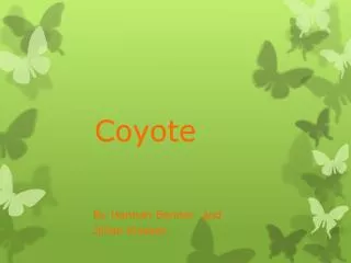 Coyote