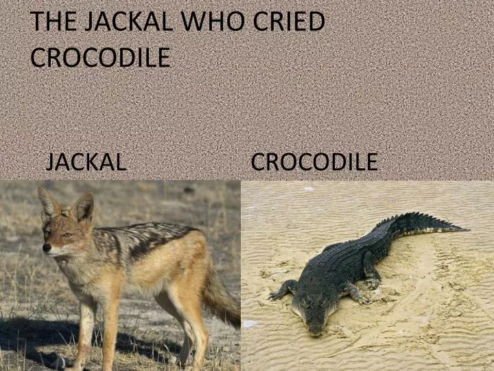 the jackal who cried crocodile