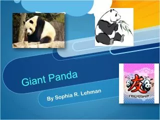 Giant Panda