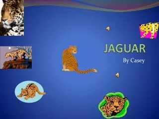 jaguar