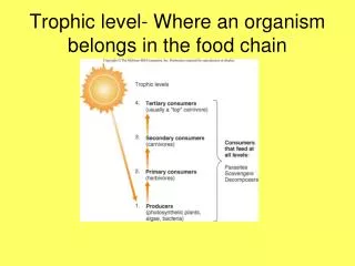 Trophic level- Where an organism belongs in the food chain