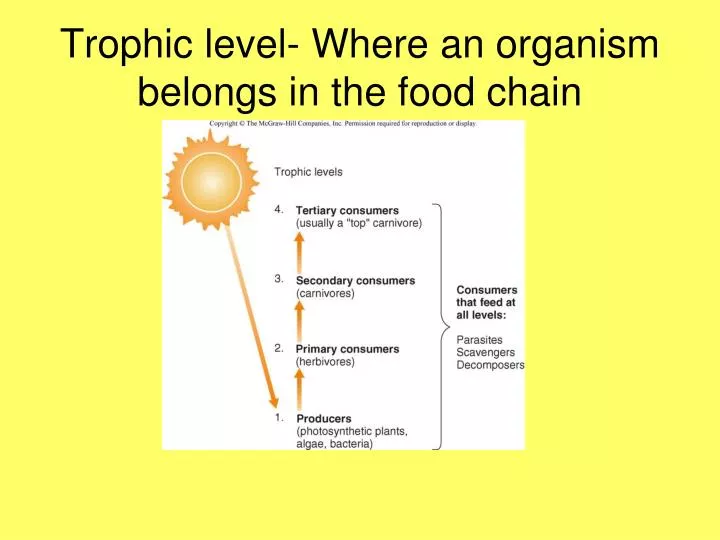 trophic level where an organism belongs in the food chain