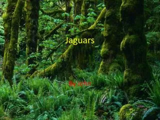 jaguars