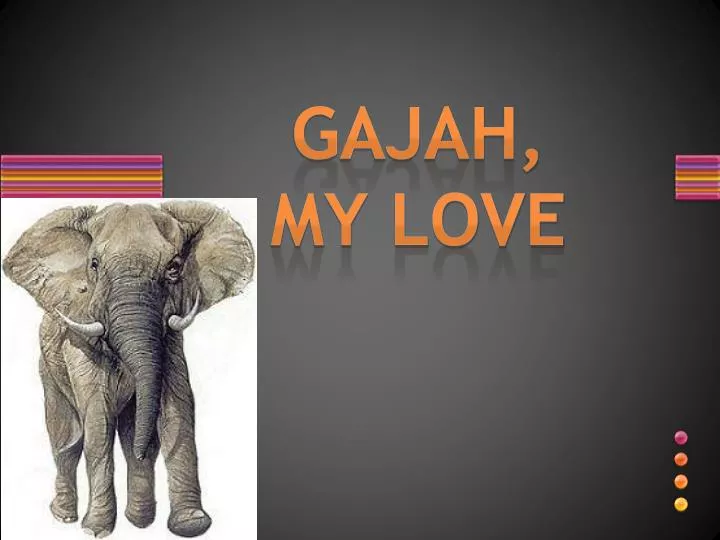 gajah my love