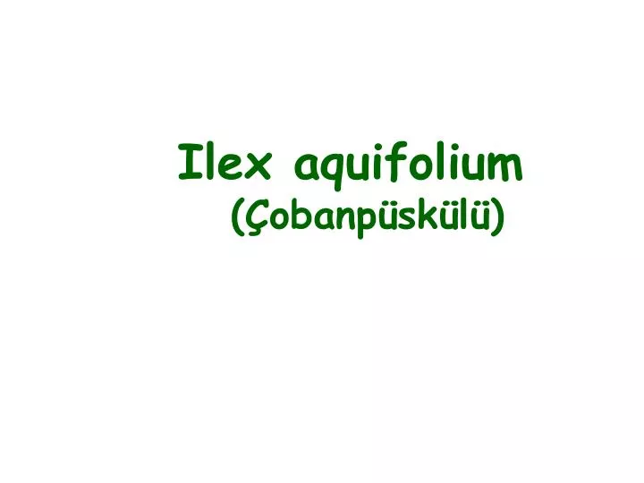 ilex aquifolium obanp sk l