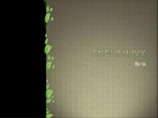 English Ivy