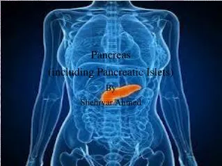 Pancreas (including Pancreatic Islets) By Shehryar Ahmed