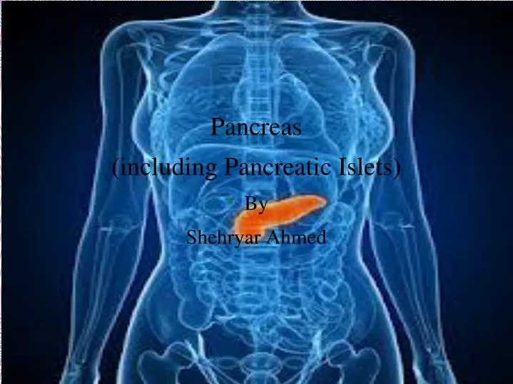 pancreas including pancreatic islets by shehryar ahmed