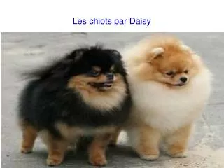 les chiots par daisy