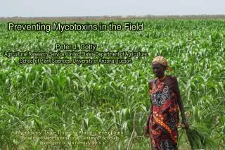 Preventing Mycotoxins in the Field Peter J. Cotty