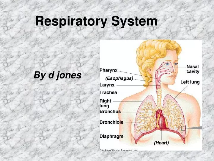 respiratory system