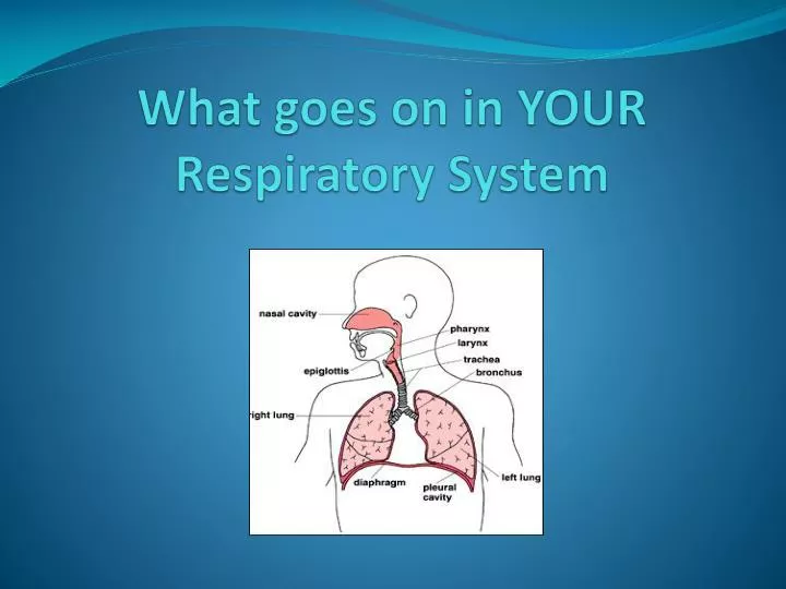 what goes on in your respiratory system