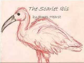 The Scarlet Ibis by James Hearst