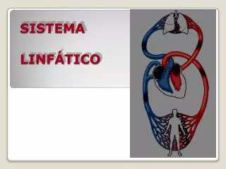sistema linf tico