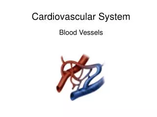 Cardiovascular System