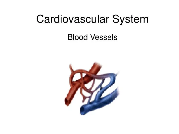 cardiovascular system