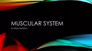 Muscular system