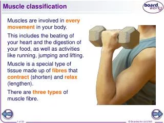 Muscle classification