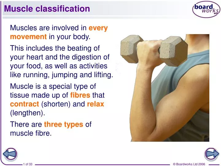 muscle classification