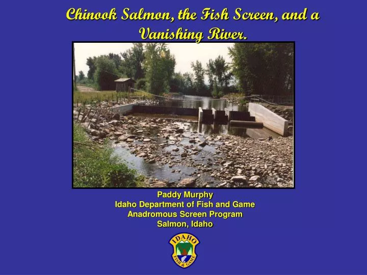 chinook salmon the fish screen and a vanishing river
