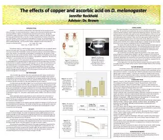 The effects of copper and ascorbic acid on D. melanogaster Jennifer Rockhold Advisor: Dr. Brown