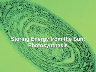 Storing Energy from the Sun: Photosynthesis