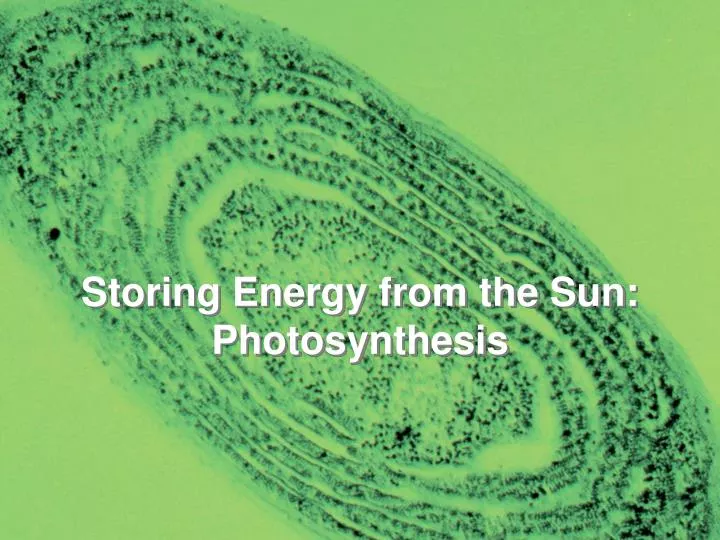 storing energy from the sun photosynthesis