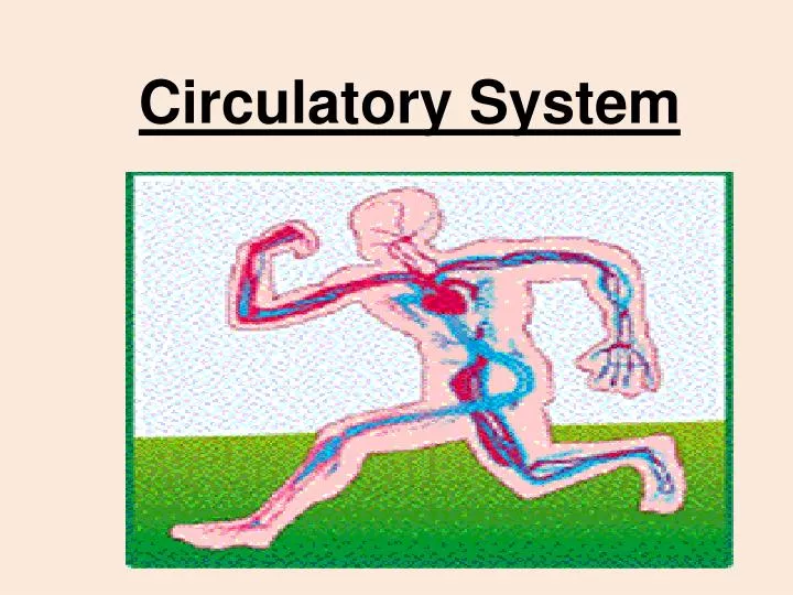 circulatory system