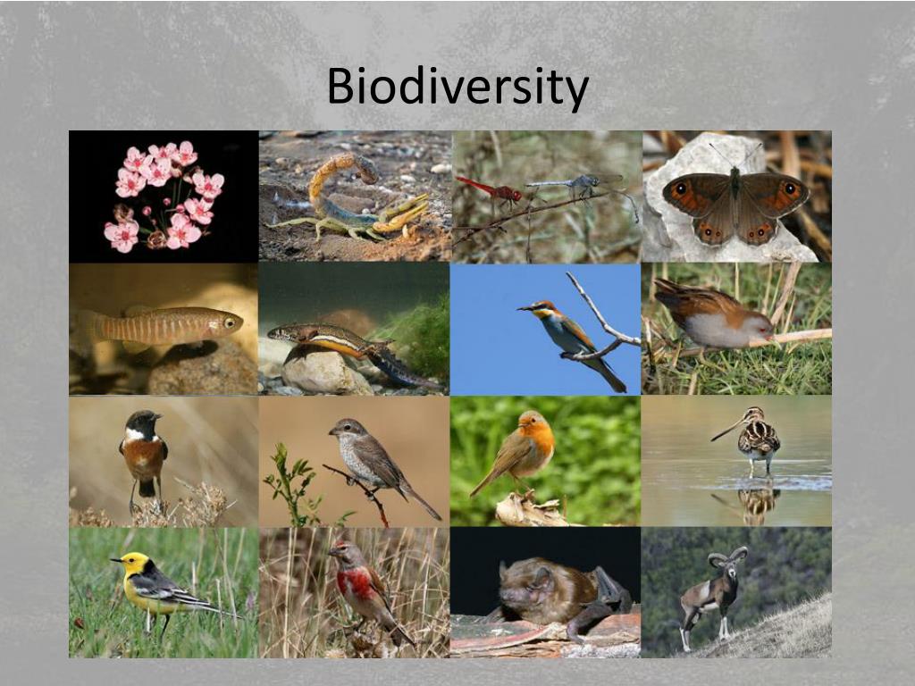 PPT - Biodiversity PowerPoint Presentation, free download - ID:2734253
