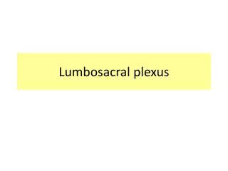 Lumbosacral plexus