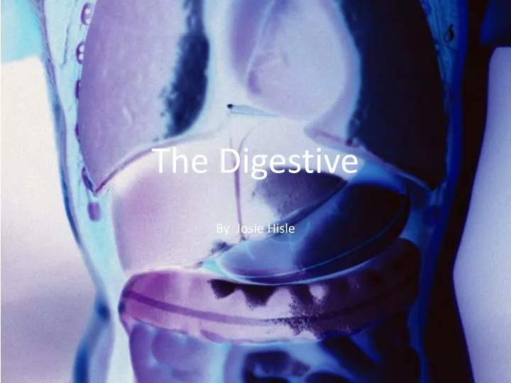the digestive