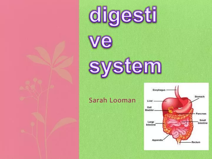 the digestive system