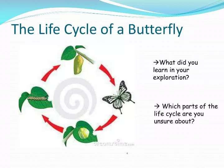 the life cycle of a butterfly