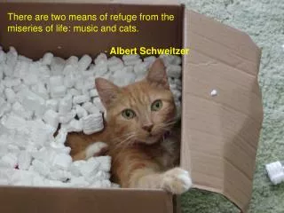 There are two means of refuge from the miseries of life: music and cats. - Albert Schweitzer