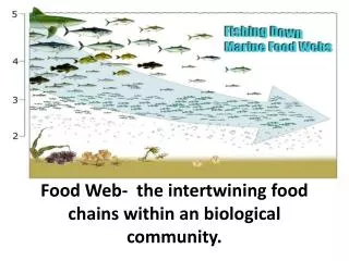 Food Web- the intertwining food chains within an biological community.
