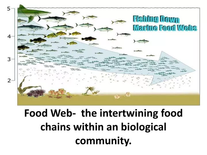 food web the intertwining food chains within an biological community