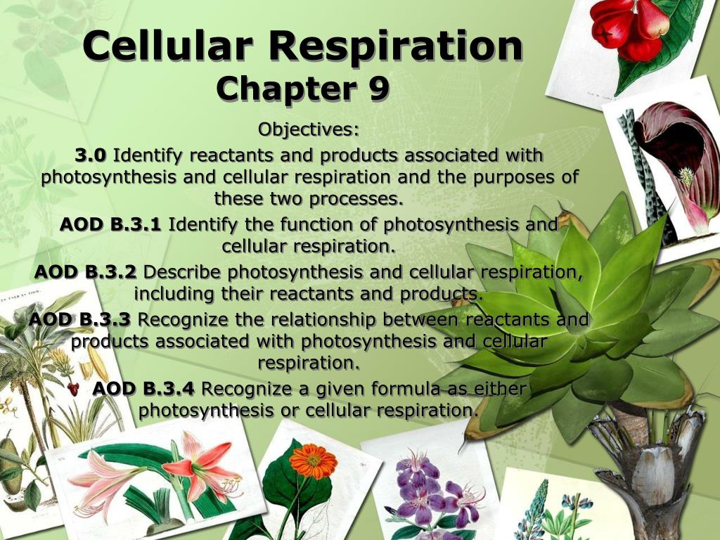 PPT - Cellular Respiration Chapter 9 PowerPoint Presentation, free ...